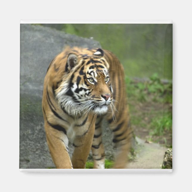 Íman Magneta quadrada (Frente)