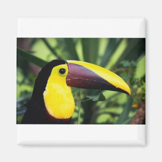 Íman Magneta quadrada