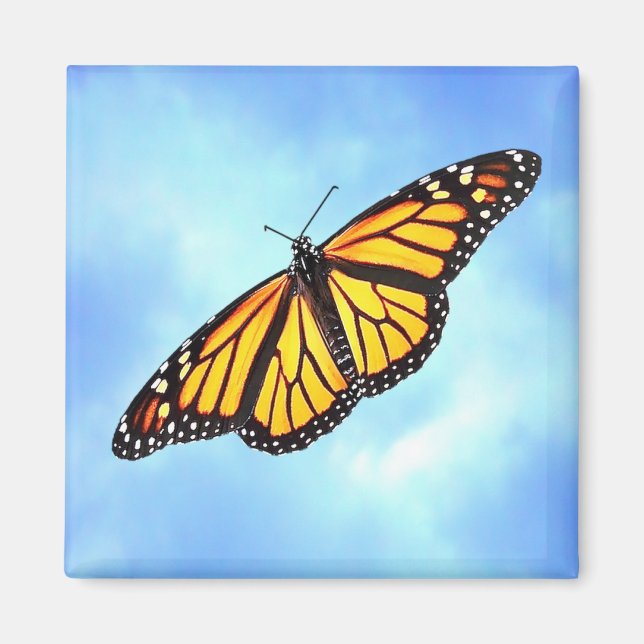 Íman Magneta quadrada da borboleta Monarca (Frente)