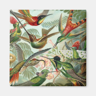 Íman Magneta Quadrada de Aves