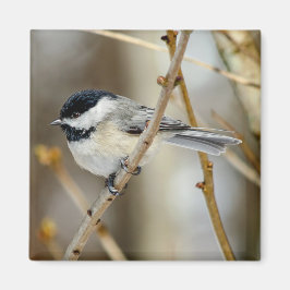 Íman Magneta Quadrada de Chickadee em Casca Preta
