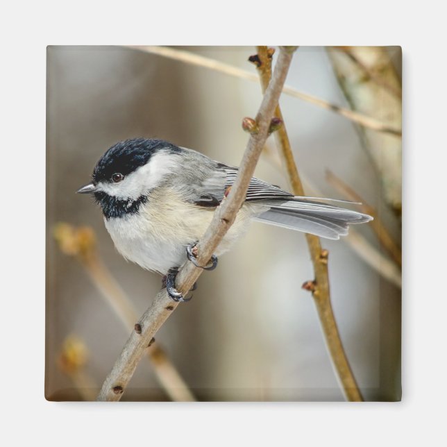 Íman Magneta Quadrada de Chickadee em Casca Preta (Frente)