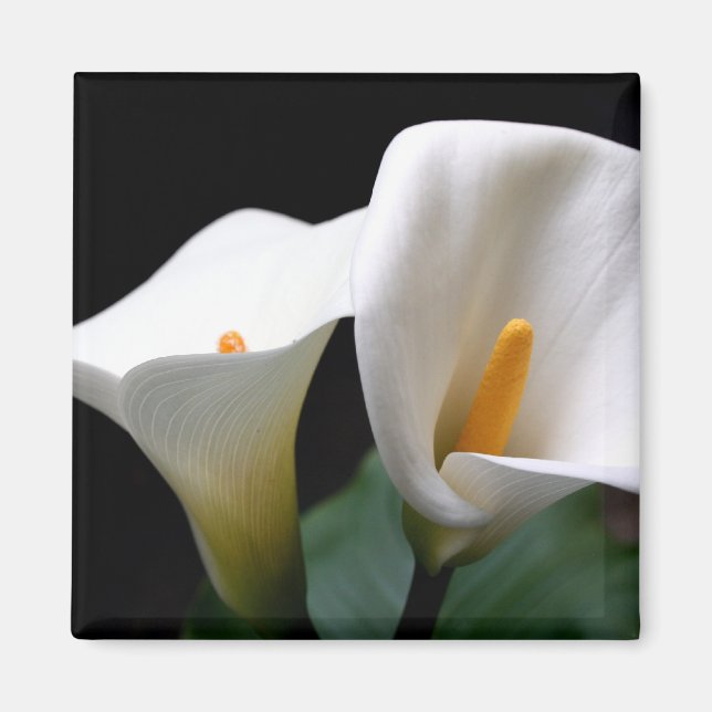 Íman Magneta Quadrada de Flor Lily White Calla (Frente)