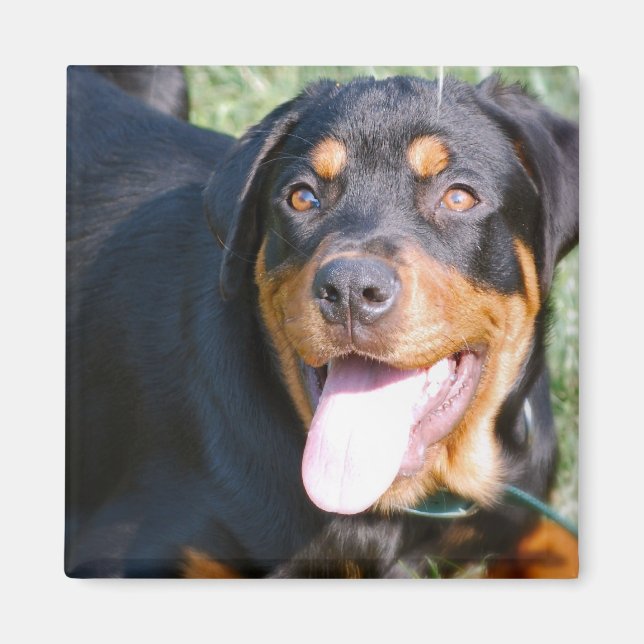 Íman Magneta quadrada do Rottweiler Amigável (Frente)