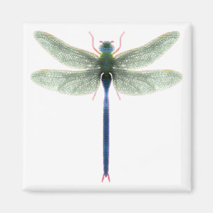 Íman Magneta Rainbow Dragonfly Square