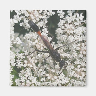 Íman Magneta Red & Black Wasp