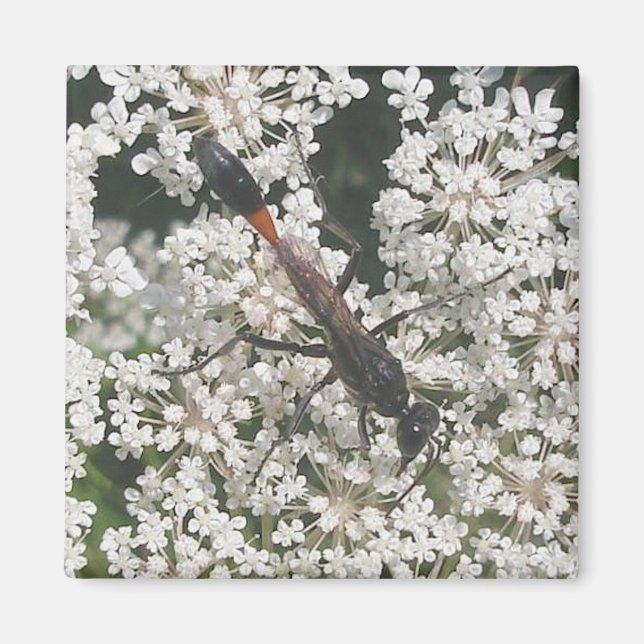 Íman Magneta Red & Black Wasp (Frente)