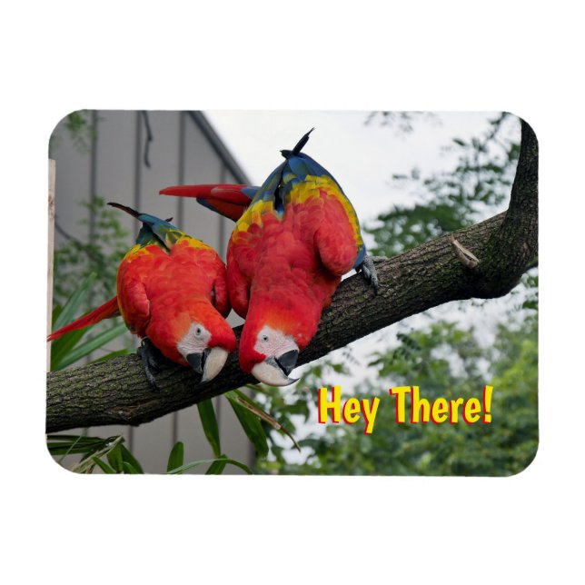 Íman Magneta Red Macaws (Horizontal)