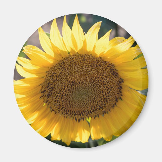 Íman Magneta redonda (Frente)