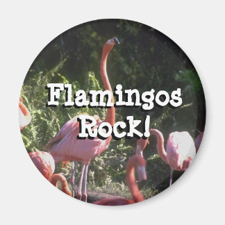 Íman Magneta redonda