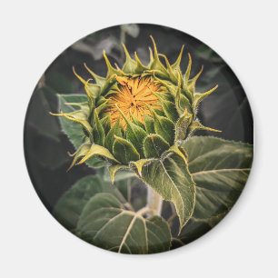 Íman Magneta redonda