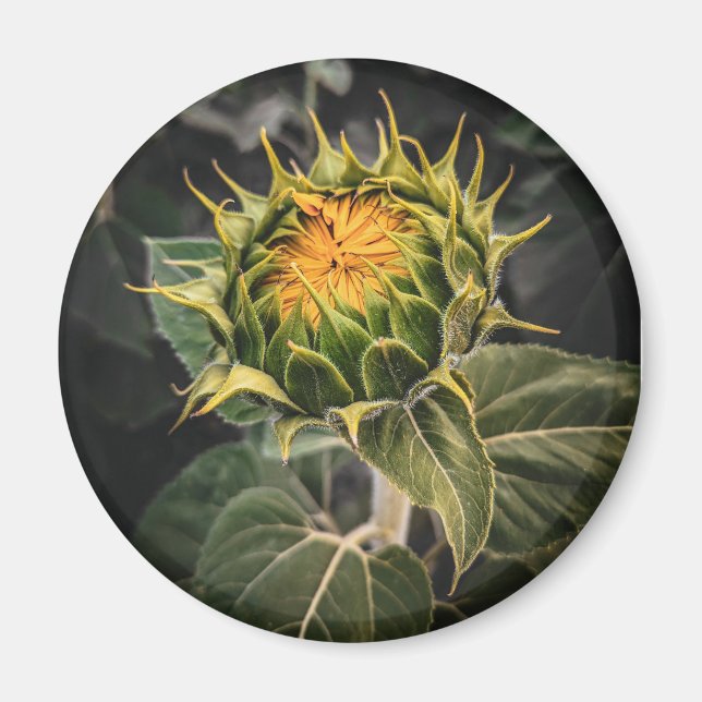 Íman Magneta redonda (Frente)