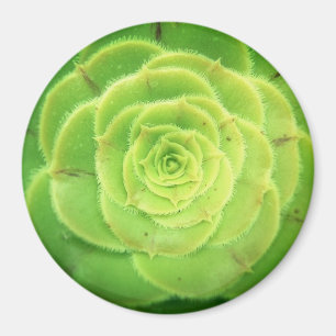 Íman Magneta redonda Bonito de uma planta verde com suc