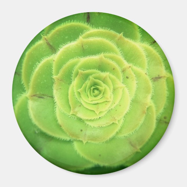 Íman Magneta redonda Bonito de uma planta verde com suc (Frente)