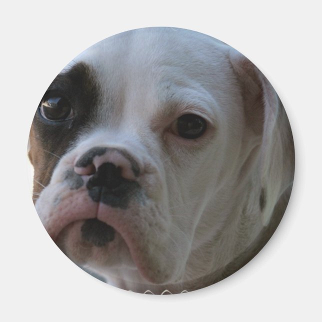 Íman Magneta redonda de cães olhos negros (Frente)