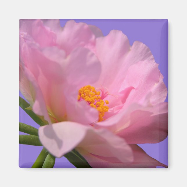 Íman Magneta Rosa (Frente)