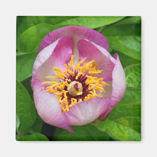 Íman Magneta Rosa da Flor da Paeonia (Frente)