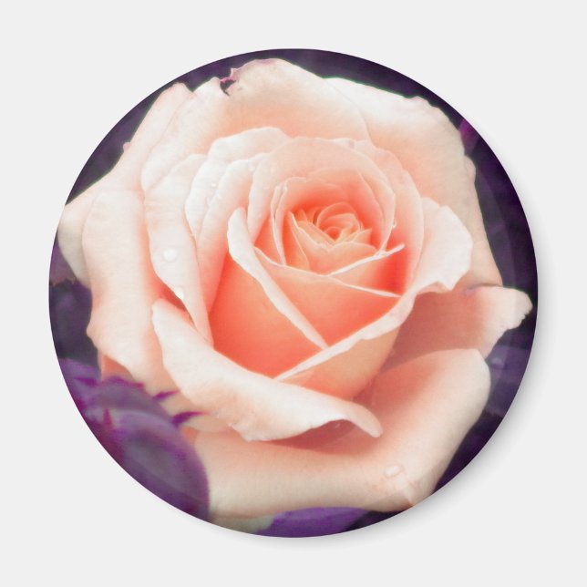 Íman Magneta Rosa de pêssego pálida (Frente)