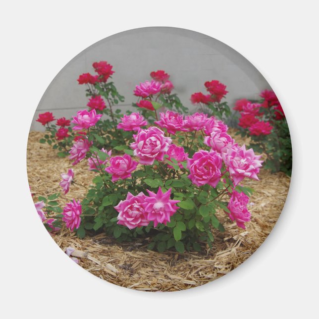 Íman Magneta rosa de rosas (Frente)