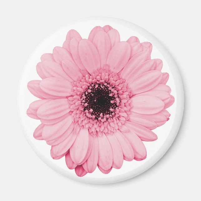 Íman Magneta rosa giro com flor linda de gerbera (Frente)