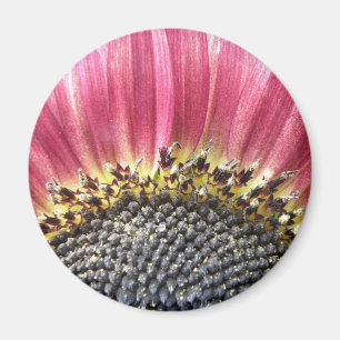 Íman Magneta Rosa Rosa