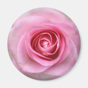 Íman Magneta Rosa Rosa Rosa Rosa Rosa Rosa