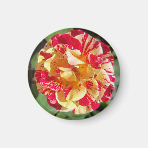 Íman Magneta Rosa Variegada Vermelha e Amarela