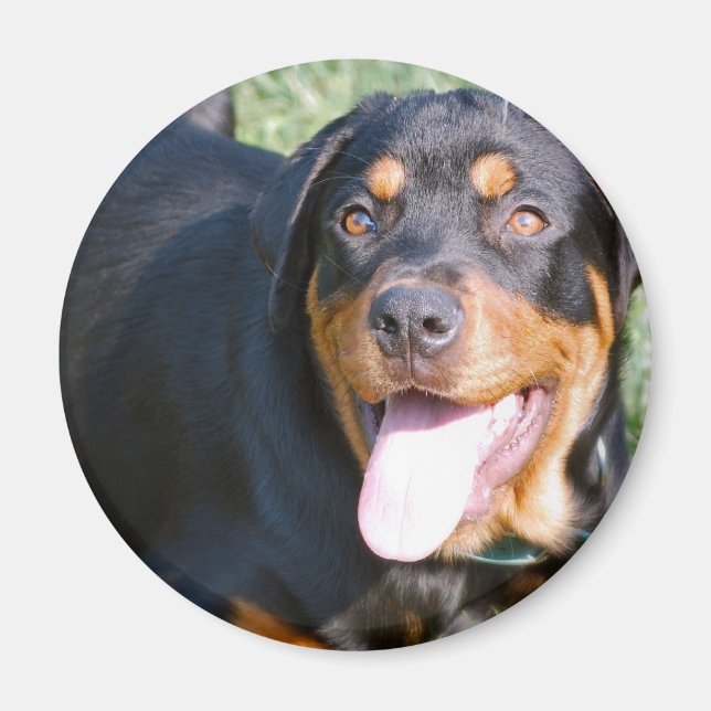 Íman Magneta Rottweiler Amigável (Frente)