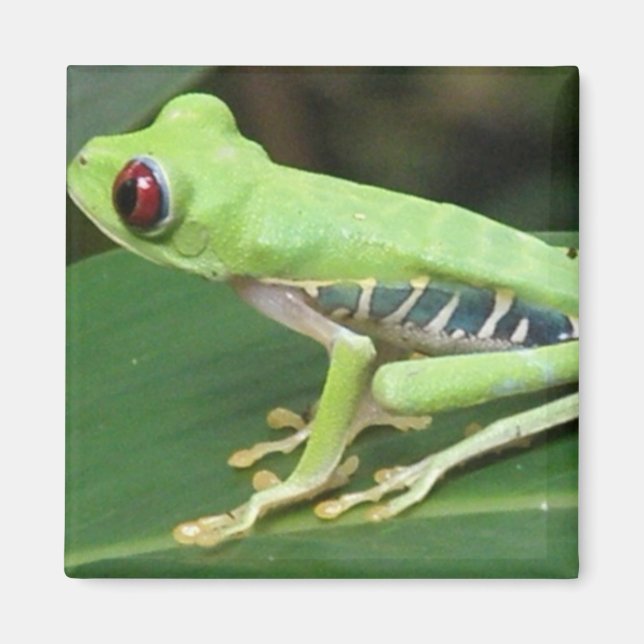 Íman Magneta Sapo de Árvore Verde Vermelha Vermelha (Frente)