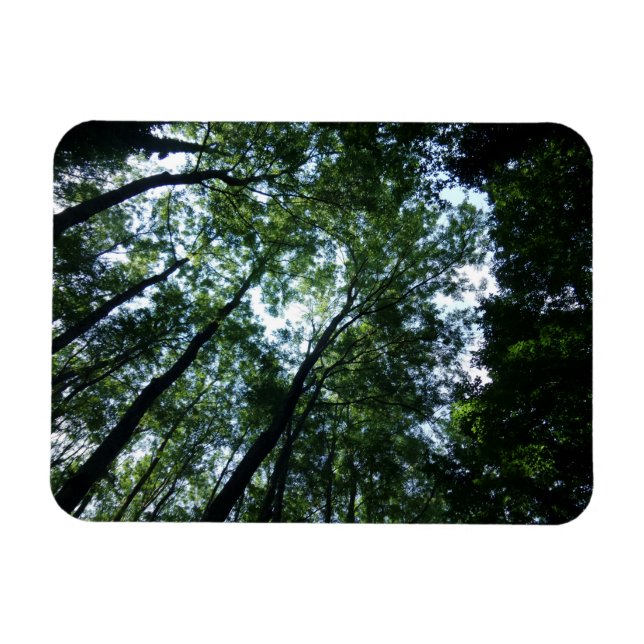 Íman Magneta Selva 3"x4" (Horizontal)