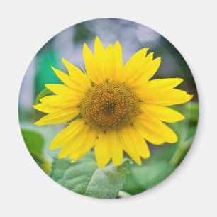 Íman Magneta sem título