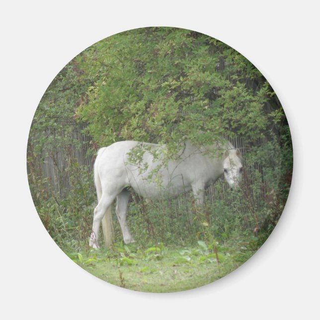 Íman Magneta Shy White Horse (Frente)