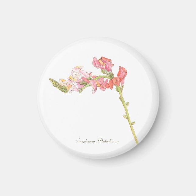 Íman Magneta Snapdragon (Frente)