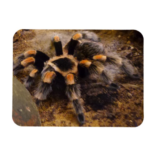 Íman Magneta Tarantula 3"x4" (Horizontal)