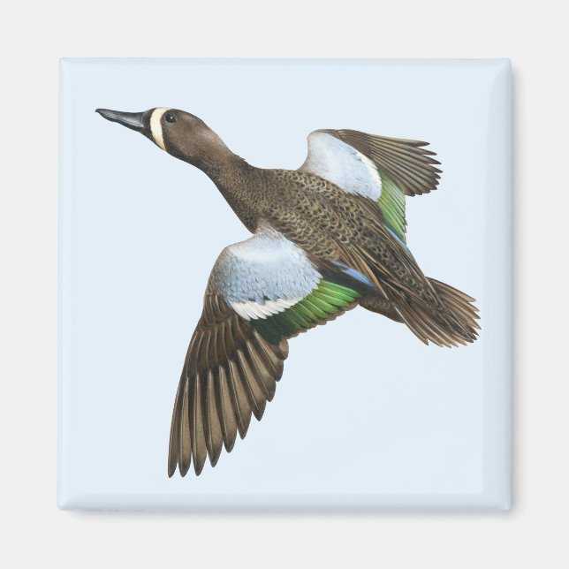 Íman Magneta Teal de asa azul (Frente)