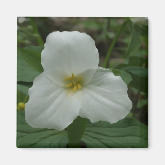Íman Magneta Trillium Branca