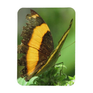 Íman Magneta Tropical Amarela e Preta