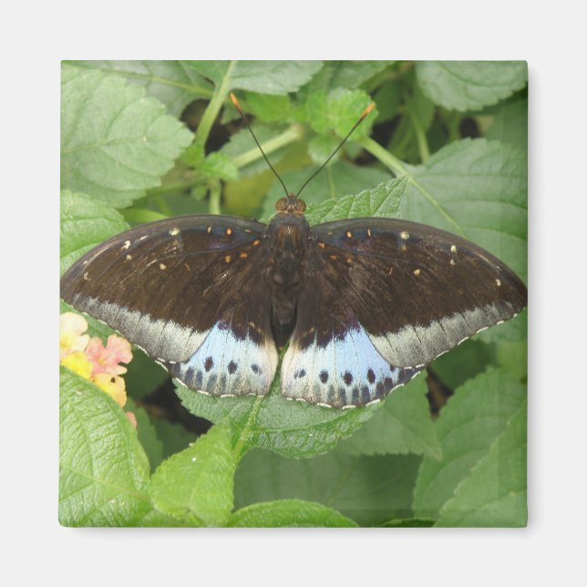 Íman Magneta Tropical bonito (Frente)