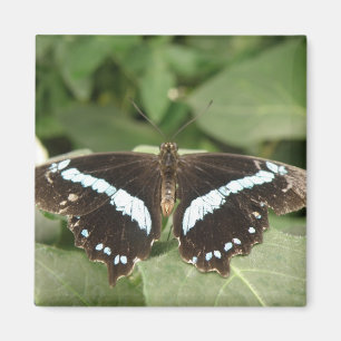 Íman Magneta Tropical Negra e Branca