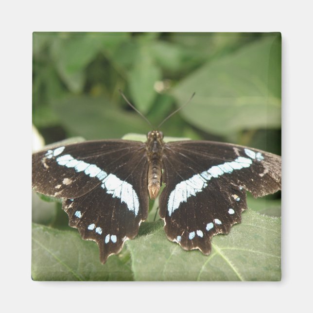 Íman Magneta Tropical Negra e Branca (Frente)