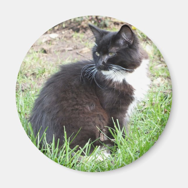 Íman Magneta Tuxedo Kitten (Frente)