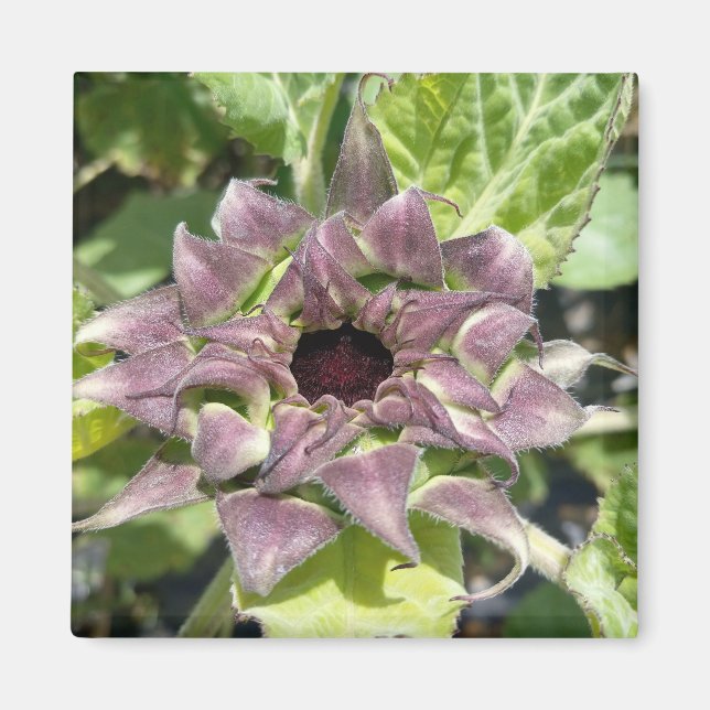 Íman Magneta Única de Girassol Roxo (Frente)