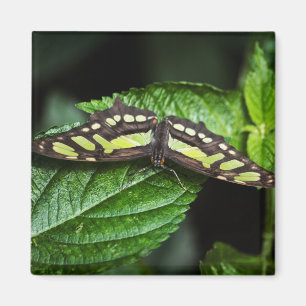 Íman Magneta Verde Vibrante