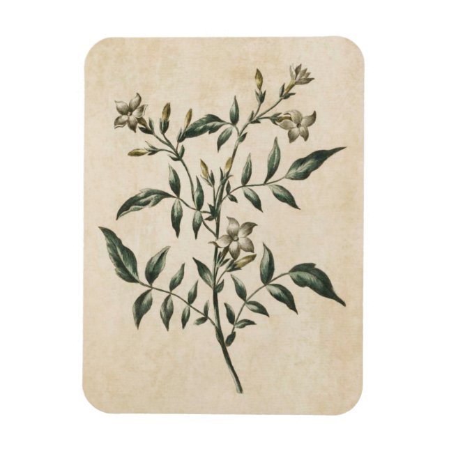 Íman Magneta Vintage Floral Floral Jasmine (Vertical)