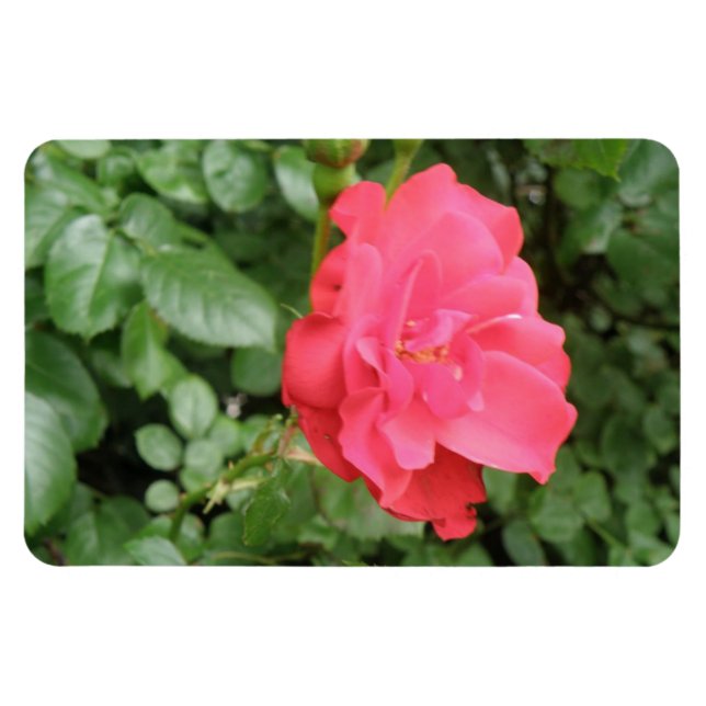 Íman Magneta Wild Rosa Premium (Horizontal)