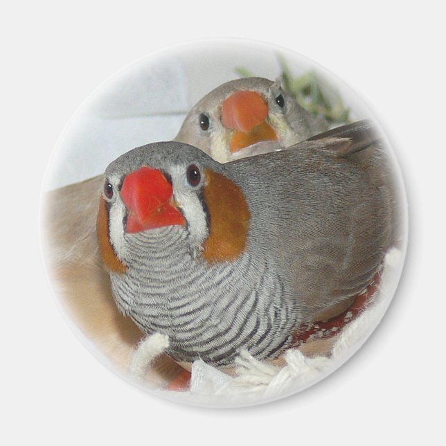 Íman Magneta Zebra Finch Pair (Frente)