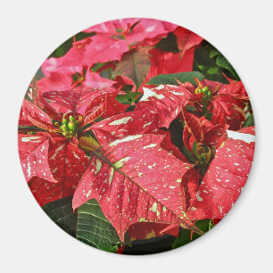 Íman Magnetas de Poinsettias Vermelhas e Brancas
