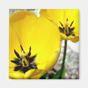 Íman Magnete Amarelo