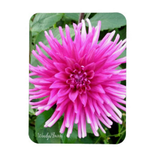 Íman Magnete com dália de cacto rosa com pontas branca