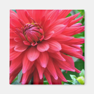 Íman Magnete Dahlia